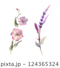 Watercolor drawing set illustration of sage plant with flowers and green leaves and calystegia plant isolated at white background, salvia officinalis. Wild flowers, field flowers, sketch 124365324