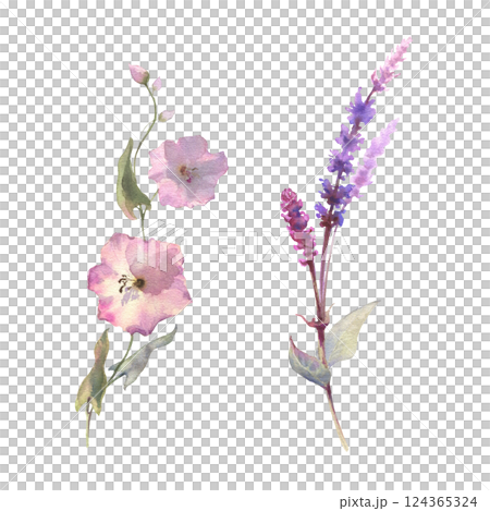 Watercolor drawing set illustration of sage plant with flowers and green leaves and calystegia plant isolated at white background, salvia officinalis. Wild flowers, field flowers, sketch 124365324