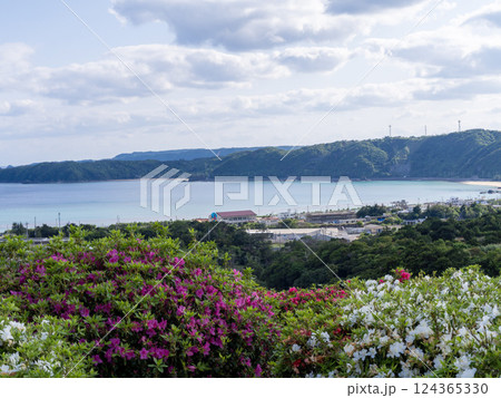 東村の華やかなつつじと風景 東村の華やかなつつじと風景 124365330