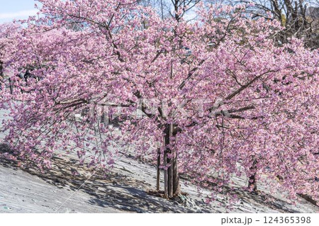 青空と21世紀の森公園に咲く河津桜 福島県いわき市 青空と21世紀の森公園に咲く河津桜 福島県いわき市 124365398