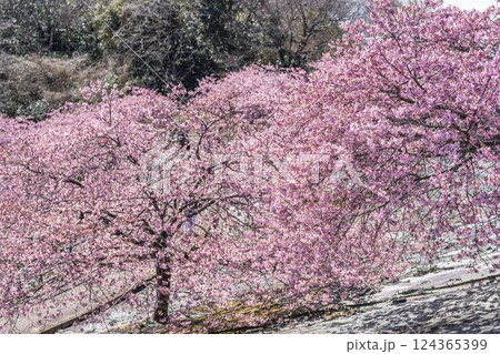 青空と21世紀の森公園に咲く河津桜　福島県いわき市 124365399