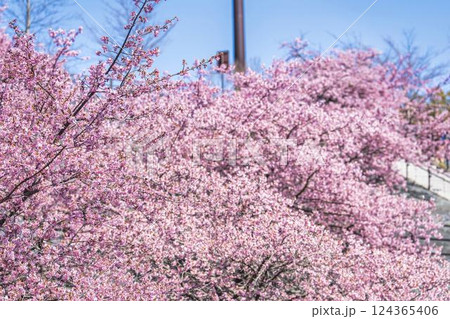 青空と21世紀の森公園に咲く河津桜　福島県いわき市 124365406