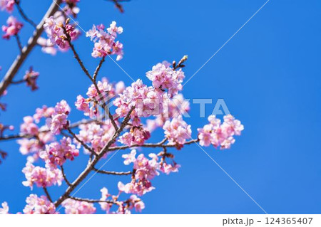 青空と21世紀の森公園に咲く河津桜　福島県いわき市 124365407