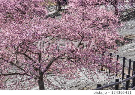 青空と21世紀の森公園に咲く河津桜　福島県いわき市 124365411