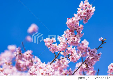 青空と21世紀の森公園に咲く河津桜　福島県いわき市 124365412