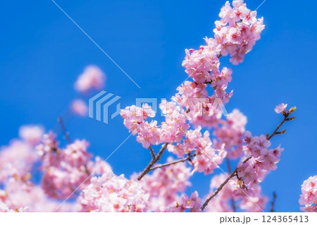 青空と21世紀の森公園に咲く河津桜　福島県いわき市 124365413