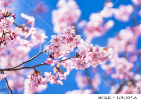 青空と21世紀の森公園に咲く河津桜 福島県いわき市 青空と21世紀の森公園に咲く河津桜 福島県いわき市 124365416