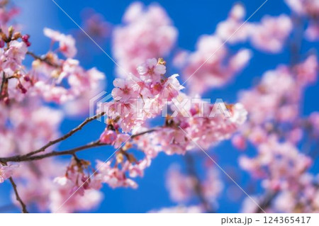 青空と21世紀の森公園に咲く河津桜 福島県いわき市 青空と21世紀の森公園に咲く河津桜 福島県いわき市 124365417