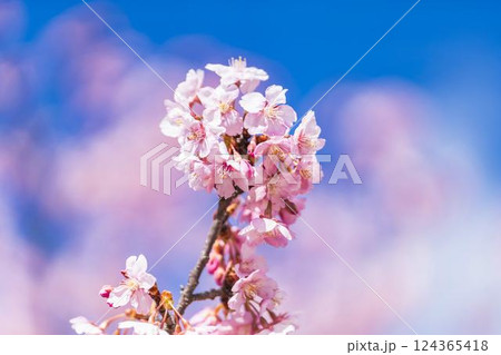 青空と21世紀の森公園に咲く河津桜　福島県いわき市 124365418