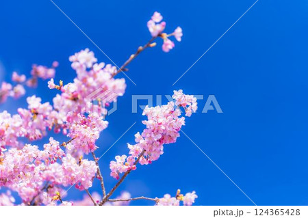 青空と21世紀の森公園に咲く河津桜　福島県いわき市 124365428