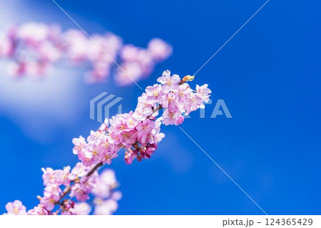 青空と21世紀の森公園に咲く河津桜 福島県いわき市 青空と21世紀の森公園に咲く河津桜 福島県いわき市 124365429