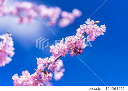 青空と21世紀の森公園に咲く河津桜　福島県いわき市 124365431