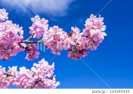 青空と21世紀の森公園に咲く河津桜　福島県いわき市 124365435
