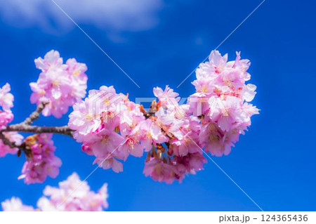 青空と21世紀の森公園に咲く河津桜　福島県いわき市 124365436
