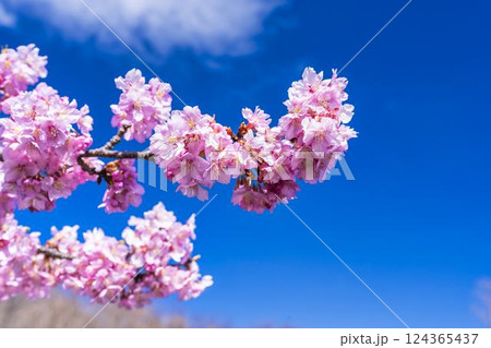 青空と21世紀の森公園に咲く河津桜　福島県いわき市 124365437