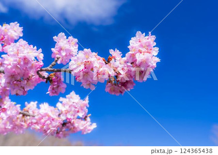 青空と21世紀の森公園に咲く河津桜　福島県いわき市 124365438