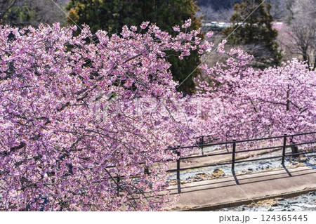 青空と21世紀の森公園に咲く河津桜　福島県いわき市 124365445