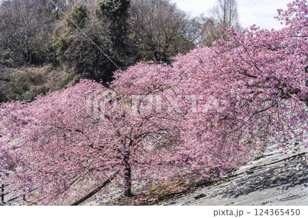 青空と21世紀の森公園に咲く河津桜　福島県いわき市 124365450