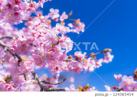 青空と21世紀の森公園に咲く河津桜　福島県いわき市 124365454