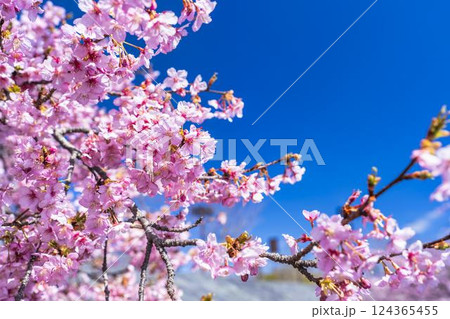 青空と21世紀の森公園に咲く河津桜 福島県いわき市 青空と21世紀の森公園に咲く河津桜 福島県いわき市 124365455