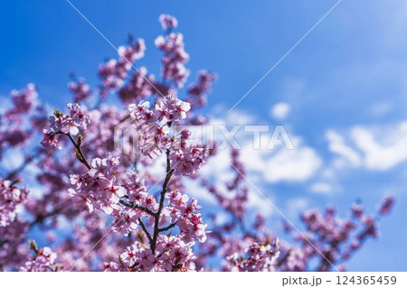 青空と21世紀の森公園に咲く河津桜　福島県いわき市 124365459