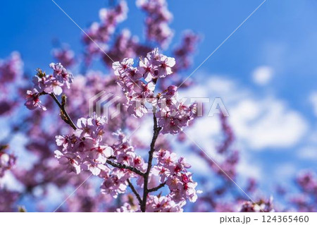 青空と21世紀の森公園に咲く河津桜　福島県いわき市 124365460