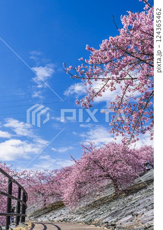 青空と21世紀の森公園に咲く河津桜　福島県いわき市 124365462