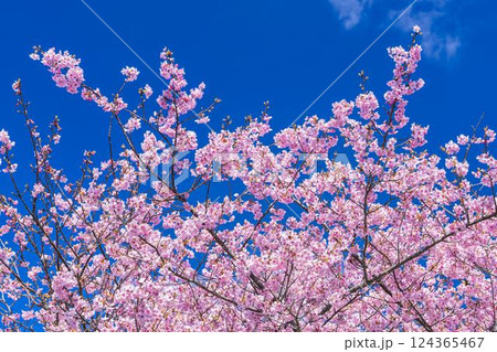 青空と21世紀の森公園に咲く河津桜 福島県いわき市 青空と21世紀の森公園に咲く河津桜 福島県いわき市 124365467