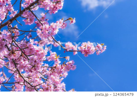 青空と21世紀の森公園に咲く河津桜　福島県いわき市 124365479