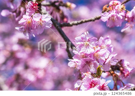 青空と21世紀の森公園に咲く河津桜　福島県いわき市 124365486