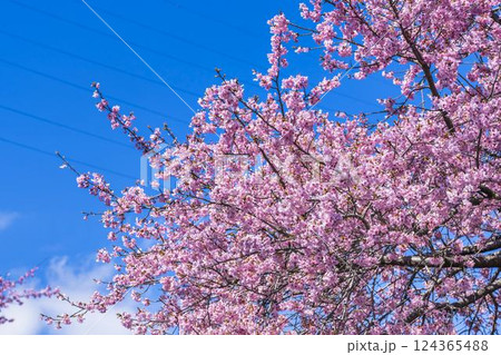 青空と21世紀の森公園に咲く河津桜　福島県いわき市 124365488