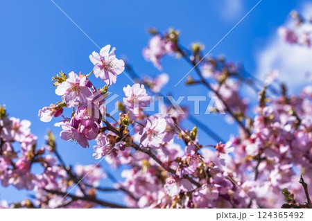 青空と21世紀の森公園に咲く河津桜 福島県いわき市 青空と21世紀の森公園に咲く河津桜 福島県いわき市 124365492