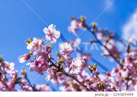 青空と21世紀の森公園に咲く河津桜　福島県いわき市 124365494