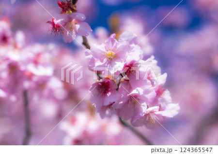 青空と21世紀の森公園に咲く河津桜 福島県いわき市 青空と21世紀の森公園に咲く河津桜 福島県いわき市 124365547