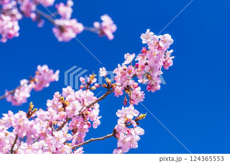 青空と21世紀の森公園に咲く河津桜 福島県いわき市 青空と21世紀の森公園に咲く河津桜 福島県いわき市 124365553
