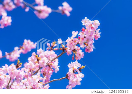青空と21世紀の森公園に咲く河津桜　福島県いわき市 124365555