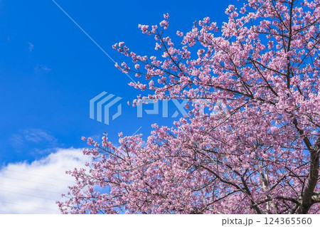 青空と21世紀の森公園に咲く河津桜　福島県いわき市 124365560