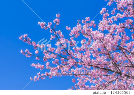 青空と21世紀の森公園に咲く河津桜　福島県いわき市 124365565