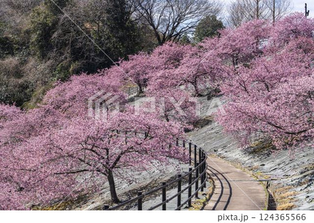 青空と21世紀の森公園に咲く河津桜　福島県いわき市 124365566