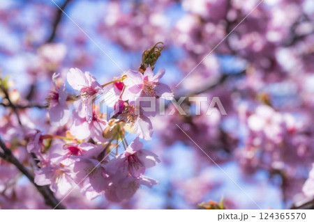 青空と21世紀の森公園に咲く河津桜　福島県いわき市 124365570