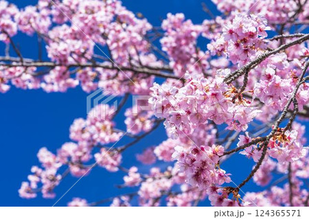 青空と21世紀の森公園に咲く河津桜　福島県いわき市 124365571