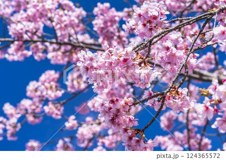 青空と21世紀の森公園に咲く河津桜　福島県いわき市 124365572