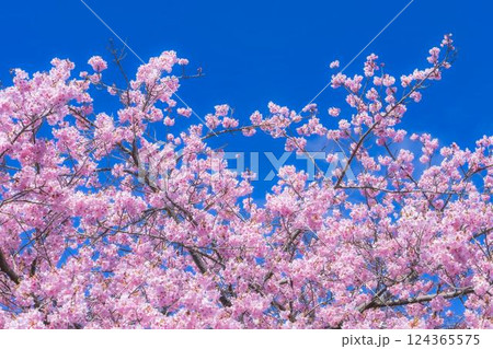 青空と21世紀の森公園に咲く河津桜 福島県いわき市 青空と21世紀の森公園に咲く河津桜 福島県いわき市 124365575