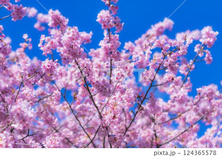 青空と21世紀の森公園に咲く河津桜　福島県いわき市 124365578