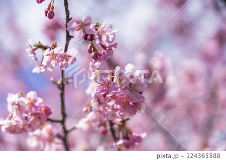 青空と21世紀の森公園に咲く河津桜 福島県いわき市 青空と21世紀の森公園に咲く河津桜 福島県いわき市 124365588