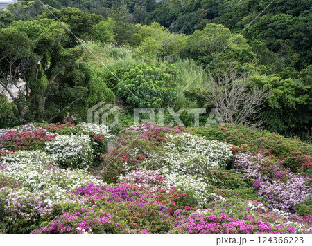 東村の華やかなつつじと風景 東村の華やかなつつじと風景 124366223