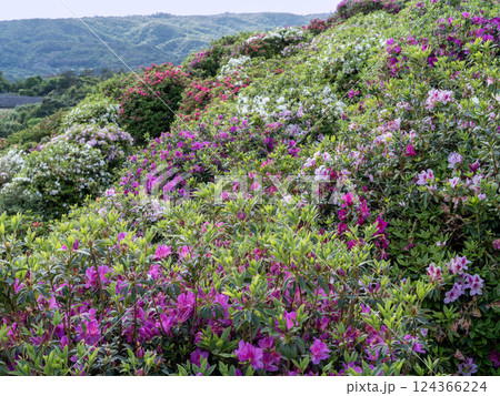 東村の華やかなつつじと風景 東村の華やかなつつじと風景 124366224