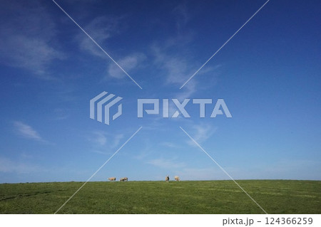 のどかに草を食む羊 124366259