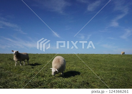 のどかに草を食む羊 124366261