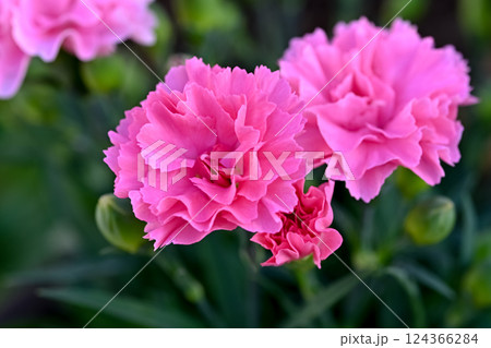 ピンクのカーネーション 124366284
